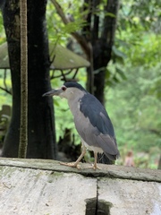 Nycticorax nycticorax