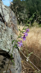 Sairocarpus vexillocalyculatus vexillocalyculatus