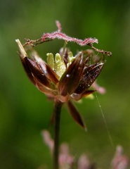 Juncus phaeocephalus phaeocephalus