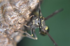 Mischocyttarus pallidipectus