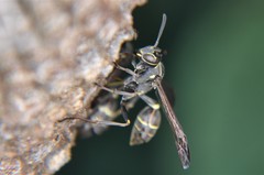 Mischocyttarus pallidipectus