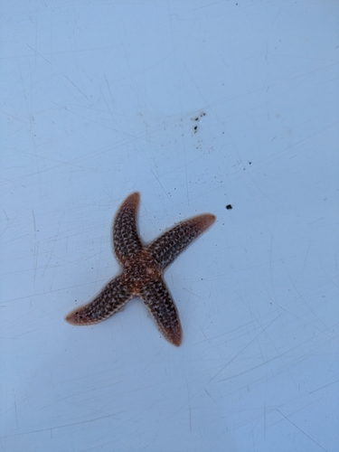Forbes's Sea Star photographed in New Jersey