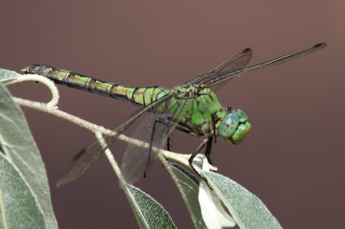 Western Pondhawk