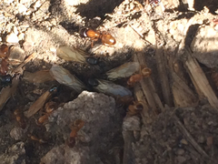 Camponotus sansabeanus