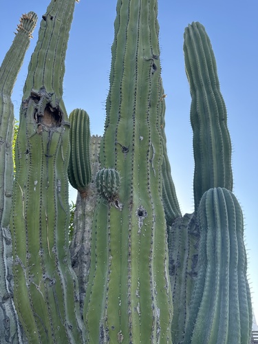 Pachycereus pringlei