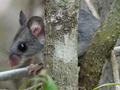 Ototylomys phyllotis