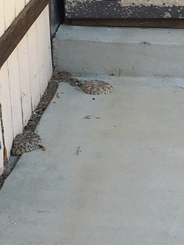 iNaturalist observation photo of Southwestern Speckled Rattlesnake