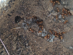 Camponotus sansabeanus