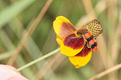 Trichodes bibalteatus