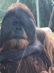 Pongo