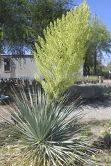 Nolina nelsonii