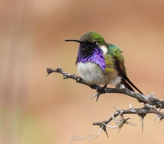 Beautiful Hummingbird photo 1