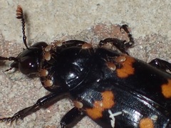 Poecilochirus