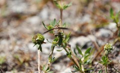 Exoprosopa brevirostris