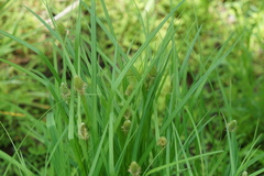 Carex squarrosa