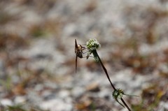 Exoprosopa brevirostris