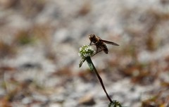 Exoprosopa brevirostris