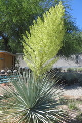 Nolina nelsonii