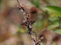 Epipagis forsythae