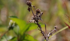 Epipagis forsythae