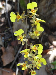 Trichocentrum ascendens
