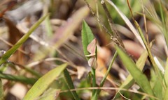 Leptostales laevitaria