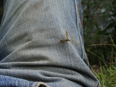 Poecilopompilus mixtus