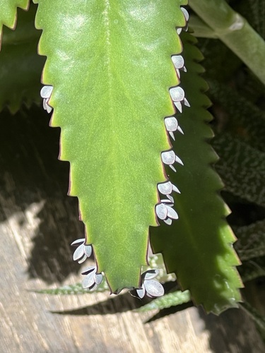 Alligator Plant