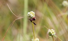 Leucospis slossonae