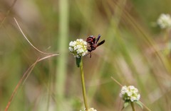 Leucospis slossonae