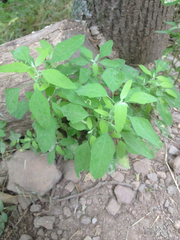 Chenopodium standleyanum