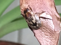 Exomala orientalis