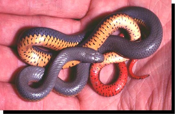 Ringneck Snake (Idaho Reptiles) · iNaturalist