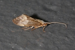 Conoesucidae