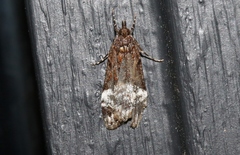 Scoparia minusculalis