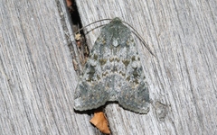 Ichneutica cuneata