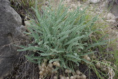 Astragalus daghestanicus