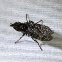 Boreothrinax maculipennis