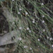 Limoniopsis owerinii - Photo (c) ramazan_murtazaliev, algunos derechos reservados (CC BY-NC), uploaded by ramazan_murtazaliev