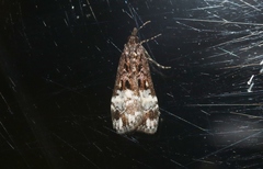 Scoparia minusculalis