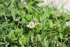 Apis mellifera