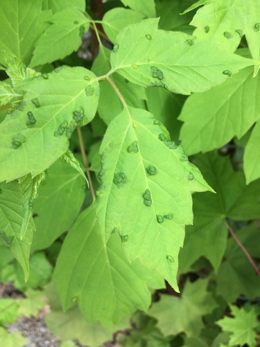box elder pouch gall mite