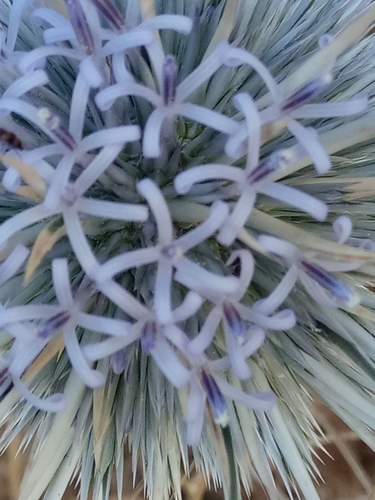 Echinops spinosissimus subsp. spinosissimus image