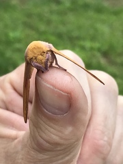 Syssphinx bisecta