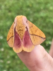 Syssphinx bisecta