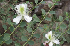 Capparis spinosa herbacea