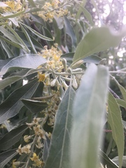 Elaeagnus angustifolia