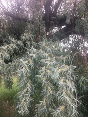 Elaeagnus angustifolia