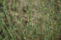 Andrachne telephioides