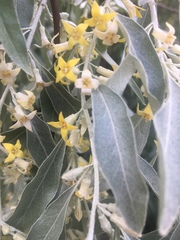 Elaeagnus angustifolia